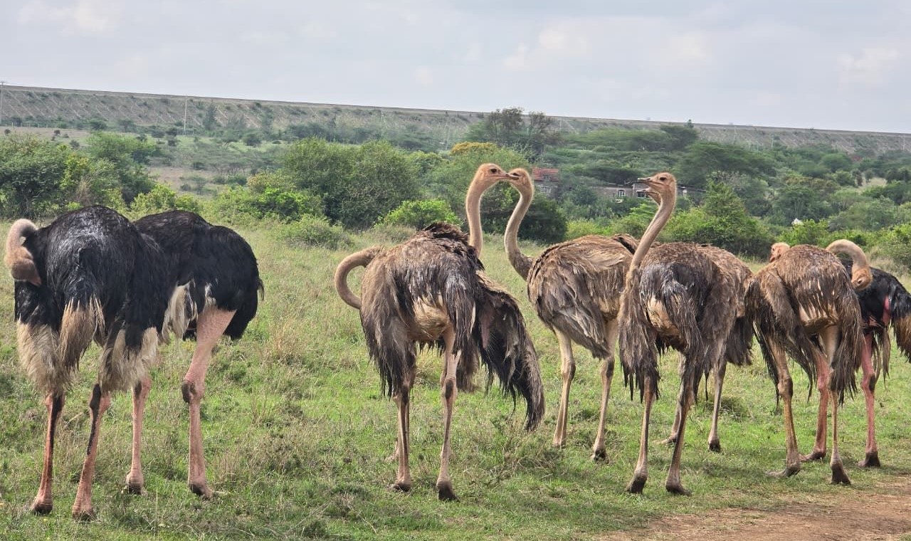 Ostrich Sighting