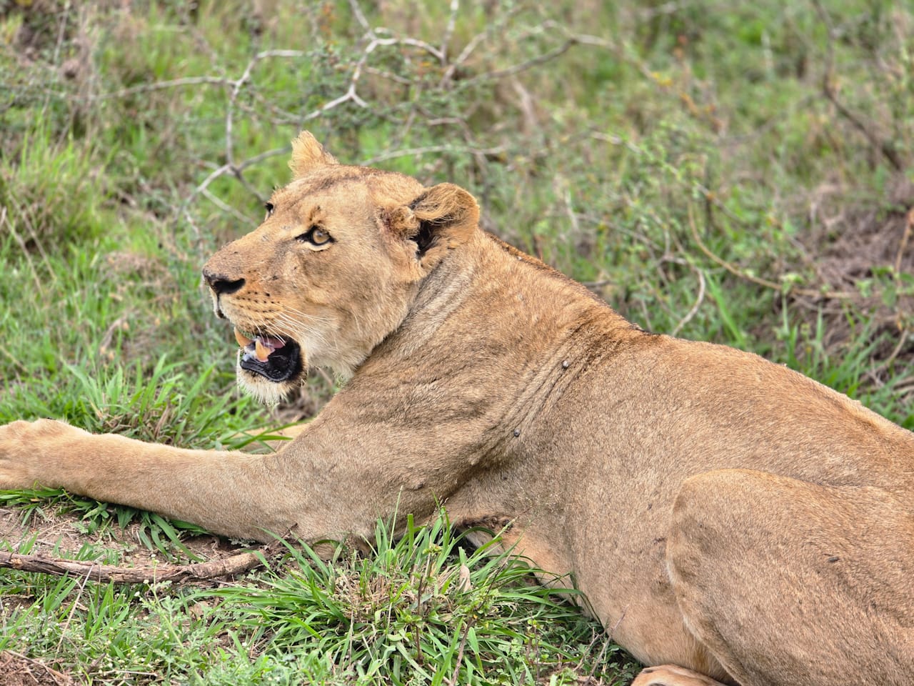 Lioness Sighting