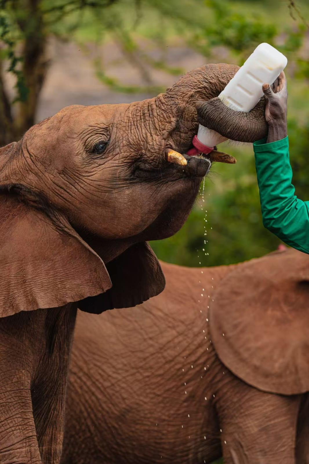 Elephant Feeding