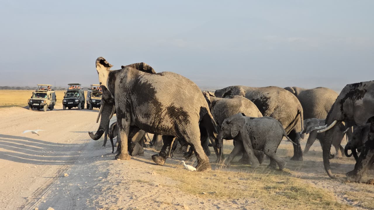 5 Days Amboseli N.Park ,Lake Nakuru & Masai Mara Classic Safari