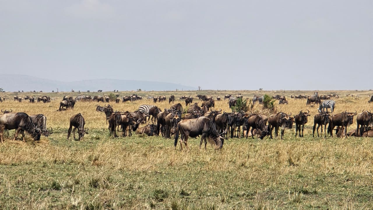 5 Days Amboseli N.Park ,Lake Nakuru & Masai Mara Classic Safari
