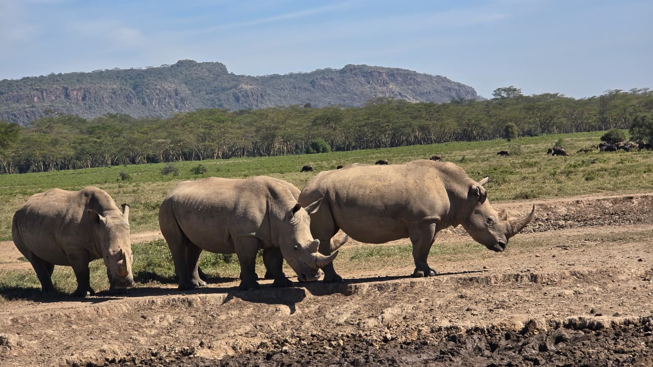 5 Days Amboseli N.Park ,Lake Nakuru & Masai Mara Classic Safari