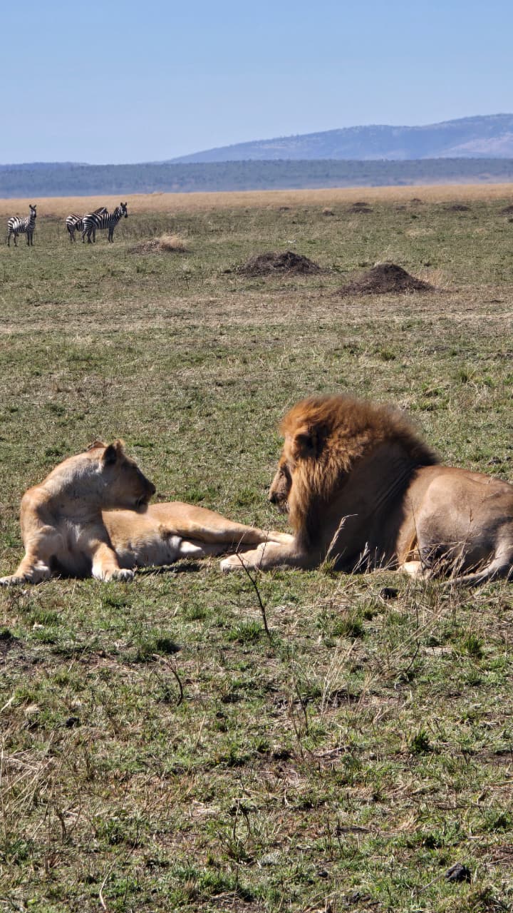 5-Day Luxury Safari from Zanzibar to Serengeti