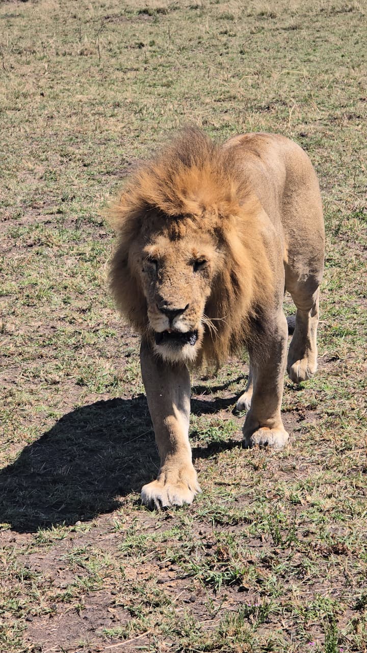 5-Day Luxury Safari from Zanzibar to Serengeti