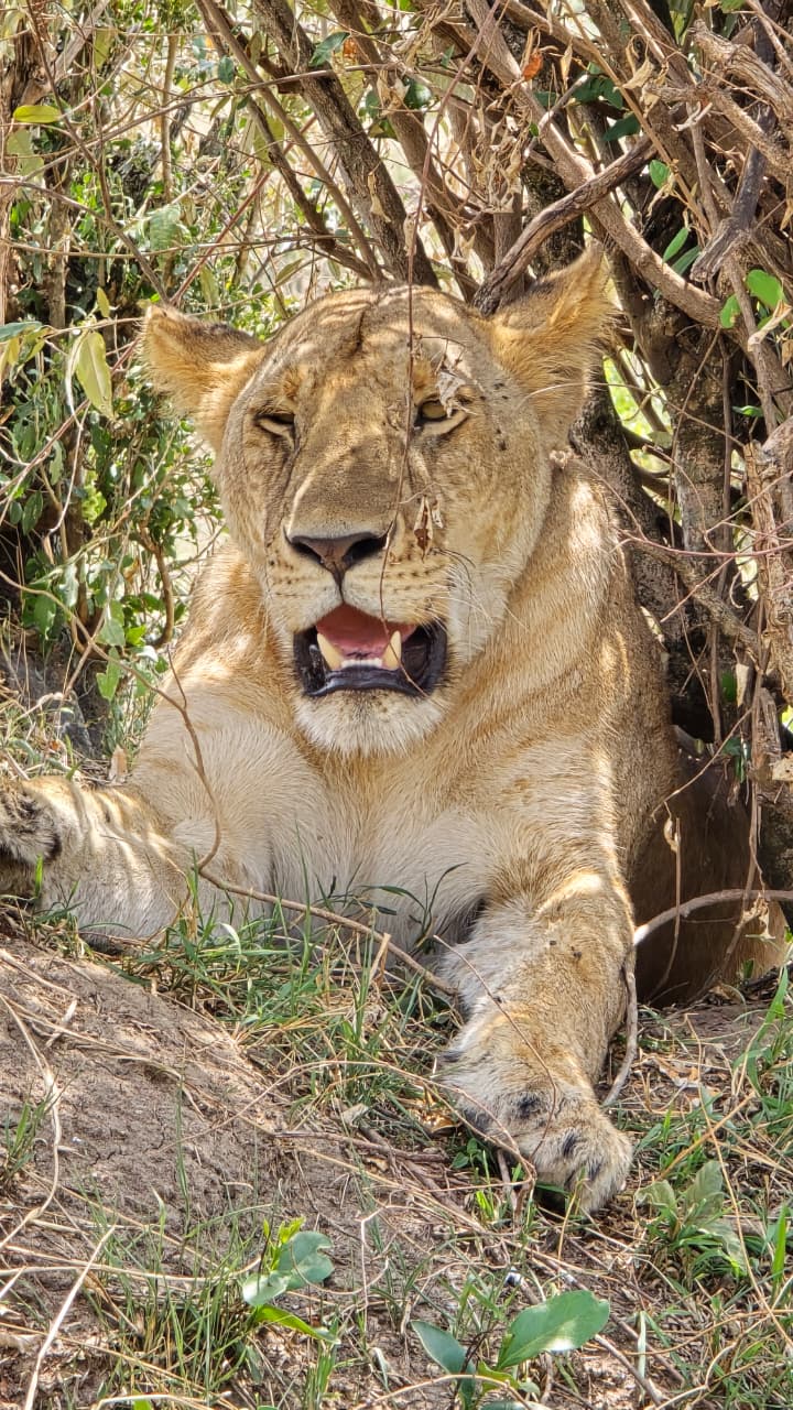5-Day Luxury Safari from Zanzibar to Serengeti