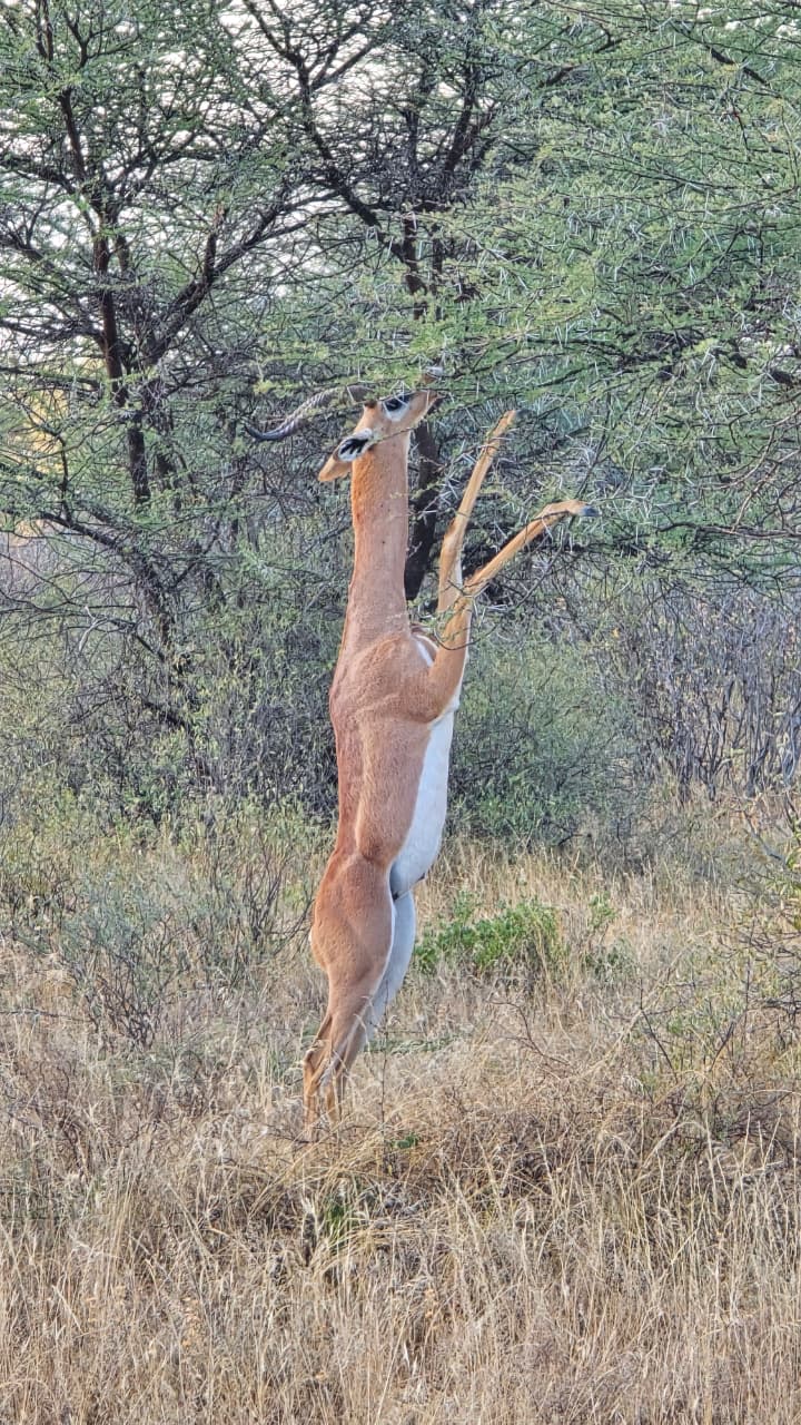 4-Day Ol Pejeta & Samburu Safari: Rhinos,Chimpanzee, Big Five & Samburu Special Five