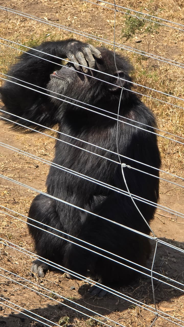 4-Day Ol Pejeta & Samburu Safari: Rhinos,Chimpanzee, Big Five & Samburu Special Five