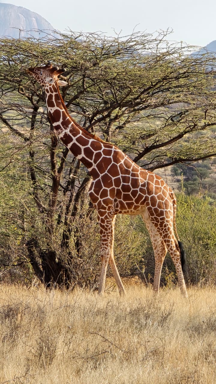 4-Day Ol Pejeta & Samburu Safari: Rhinos,Chimpanzee, Big Five & Samburu Special Five