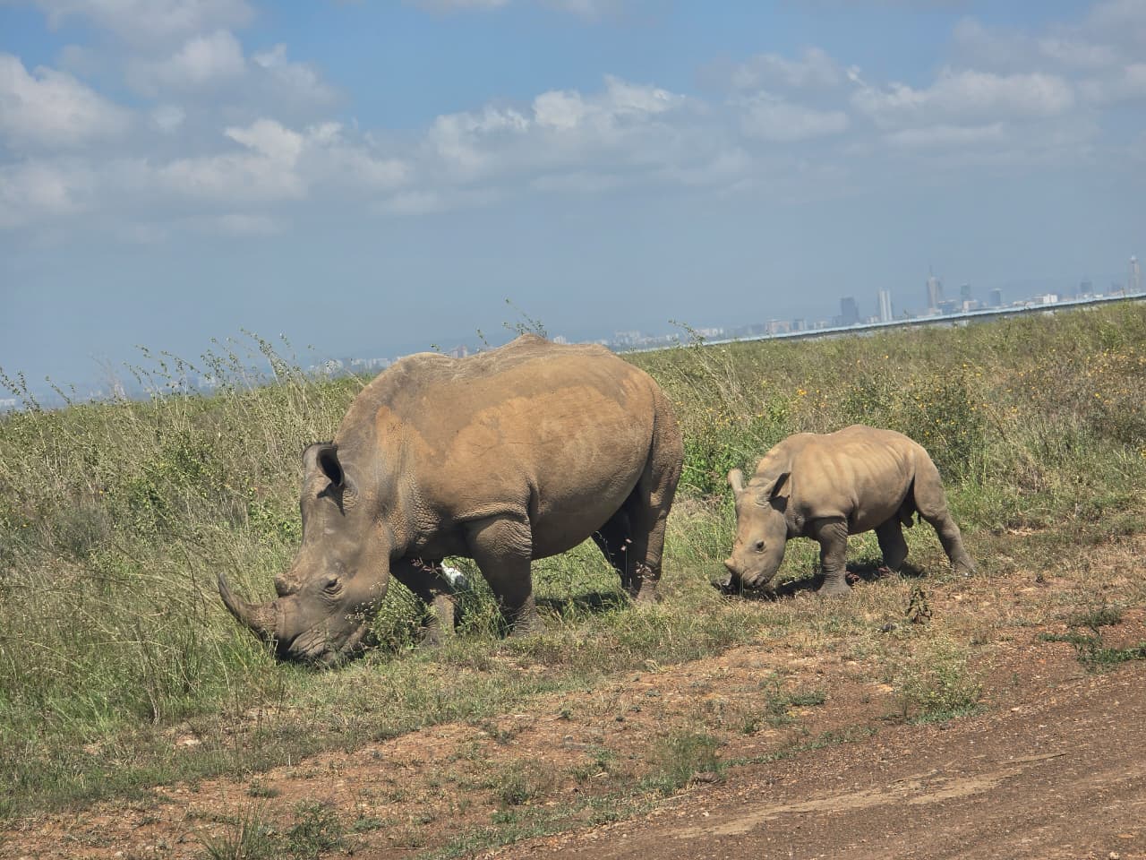 1 Day Nairobi National Park, Sheldrick Orphanage & Giraffe Centre Tour