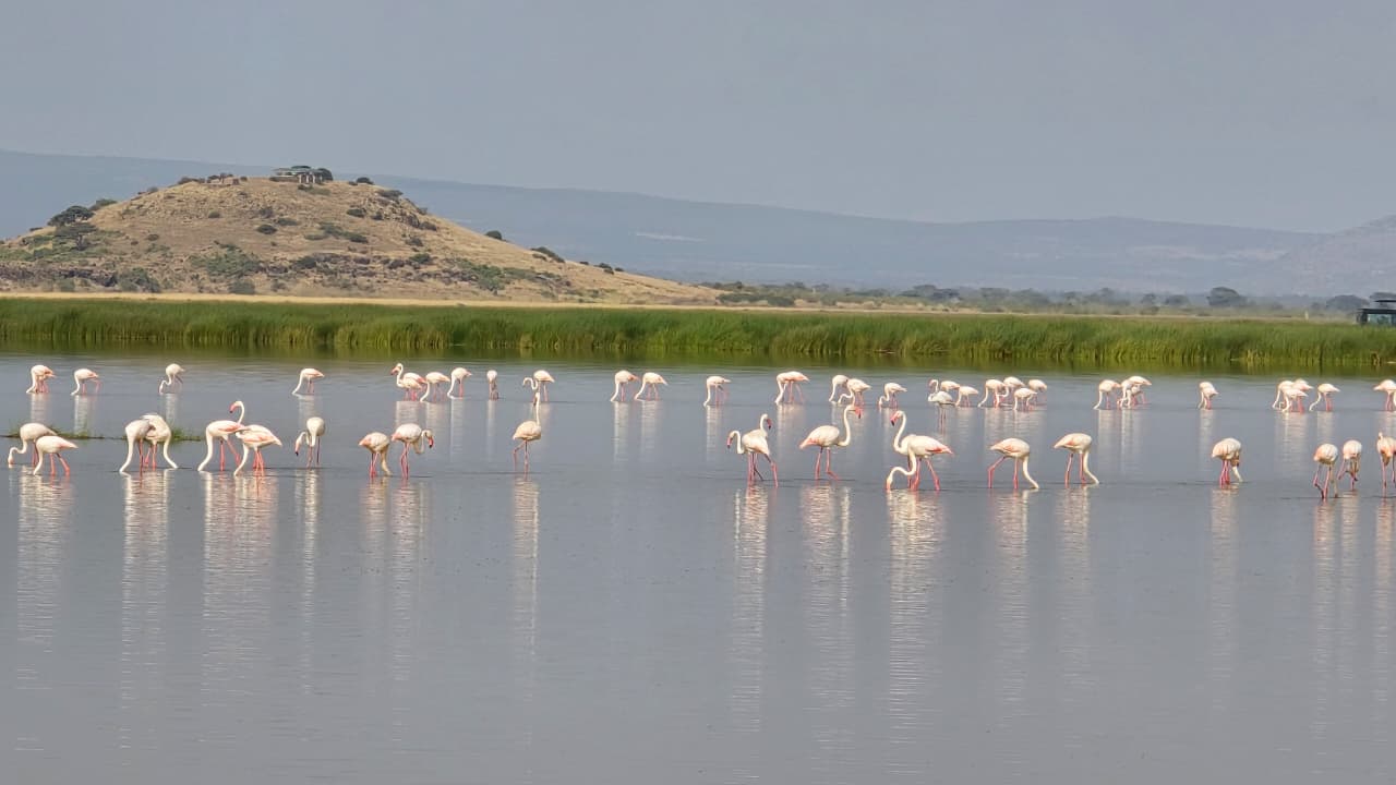 5 Days Amboseli N.Park ,Lake Nakuru & Masai Mara Classic Safari