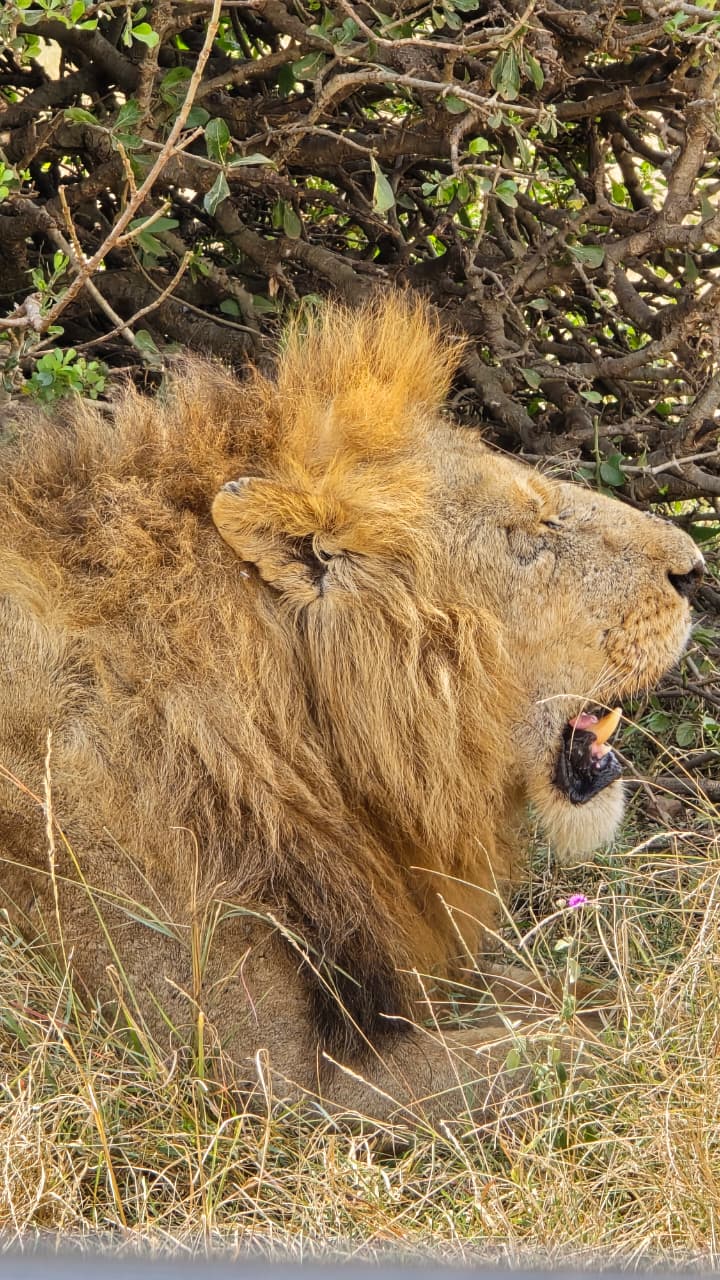 5-Day Luxury Safari from Zanzibar to Serengeti