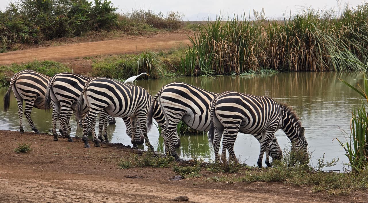 13 Days Kenya & Tanzania Luxury Safari with Zanzibar Island Beach Vacation