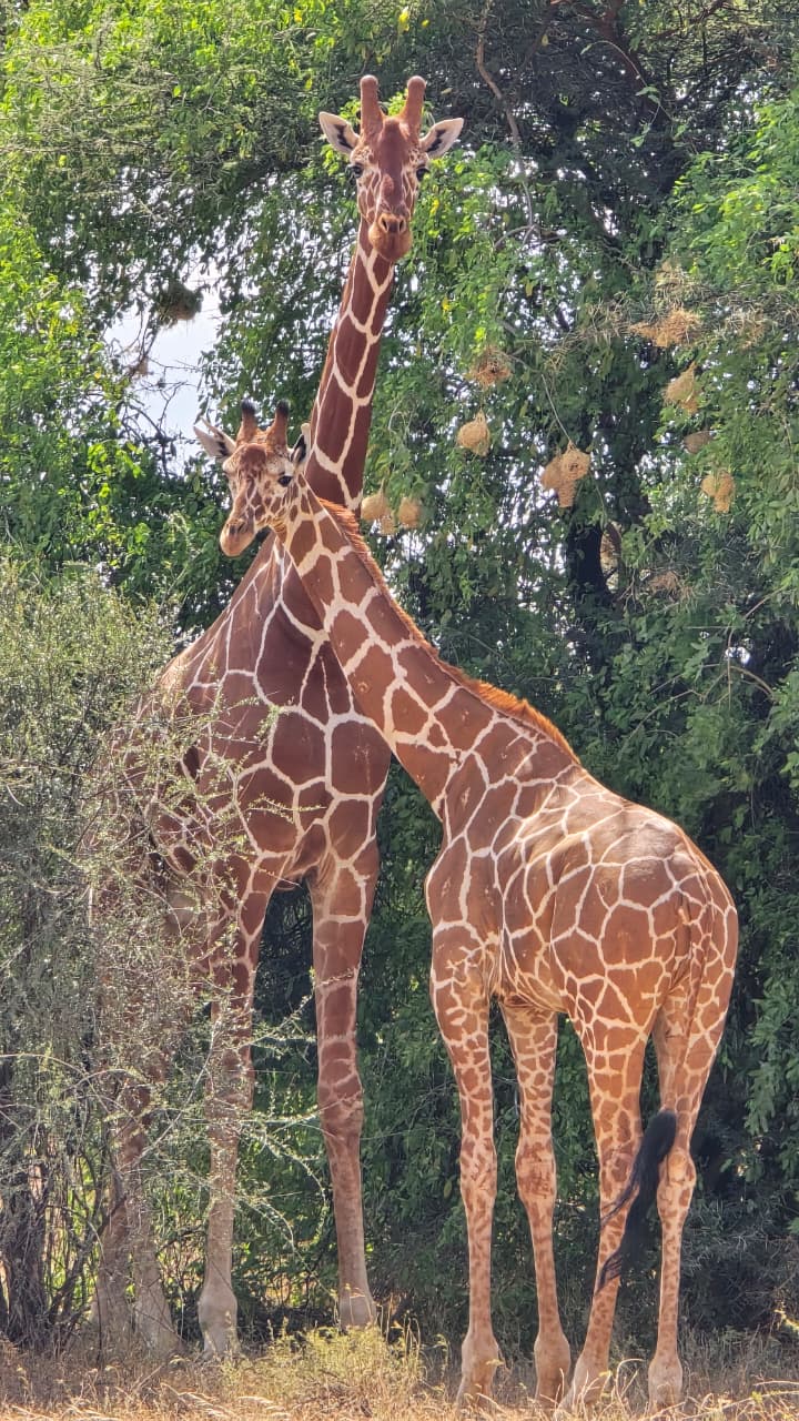 15-Day Kenya & Tanzania Luxury Safari: Iconic Wildlife & Great Migration