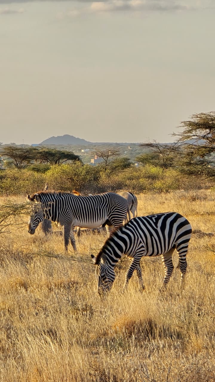 4-Day Ol Pejeta & Samburu Safari: Rhinos,Chimpanzee, Big Five & Samburu Special Five