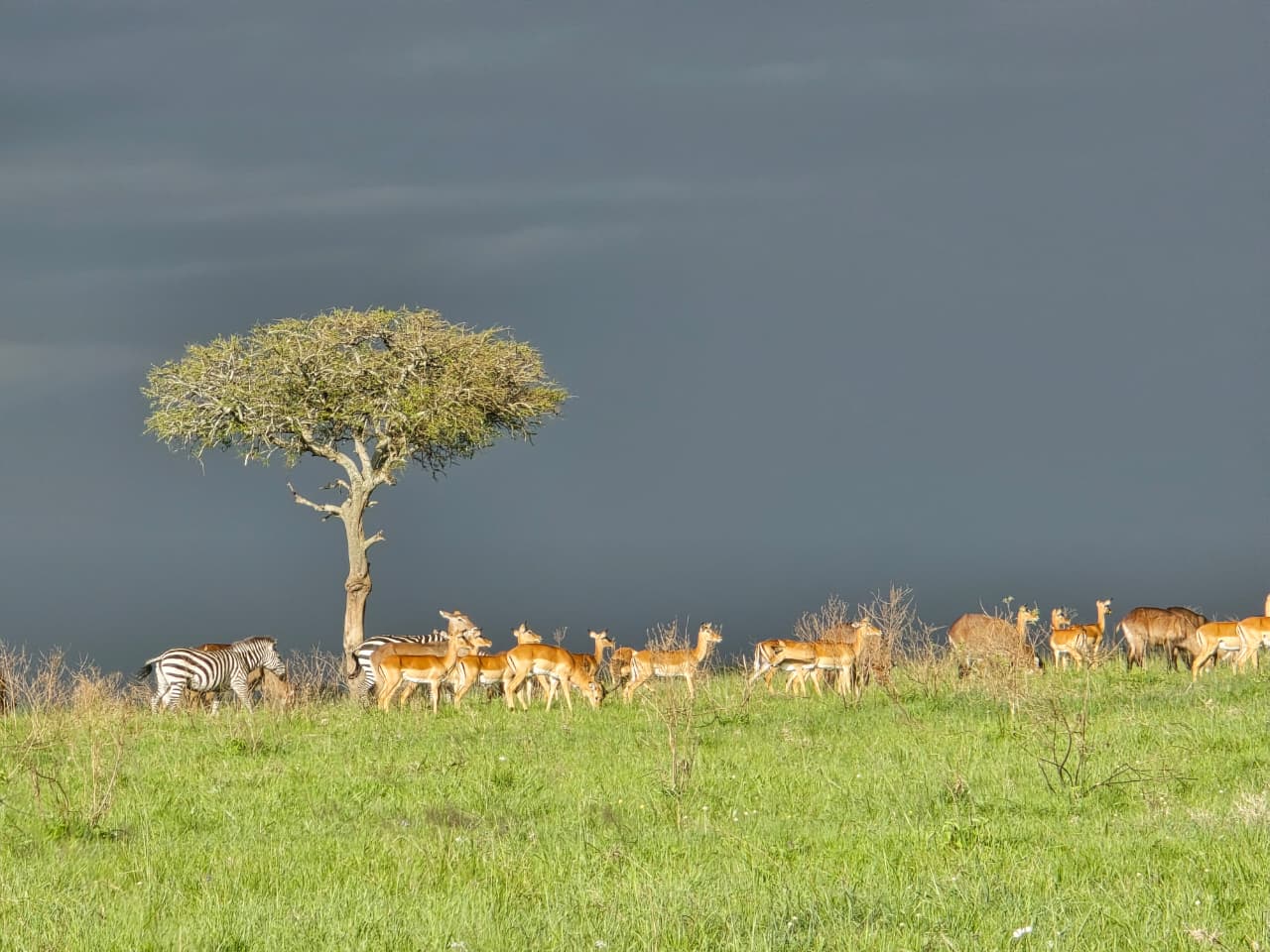 Nairobi NP, David Sheldrick & Girrafe Centre
