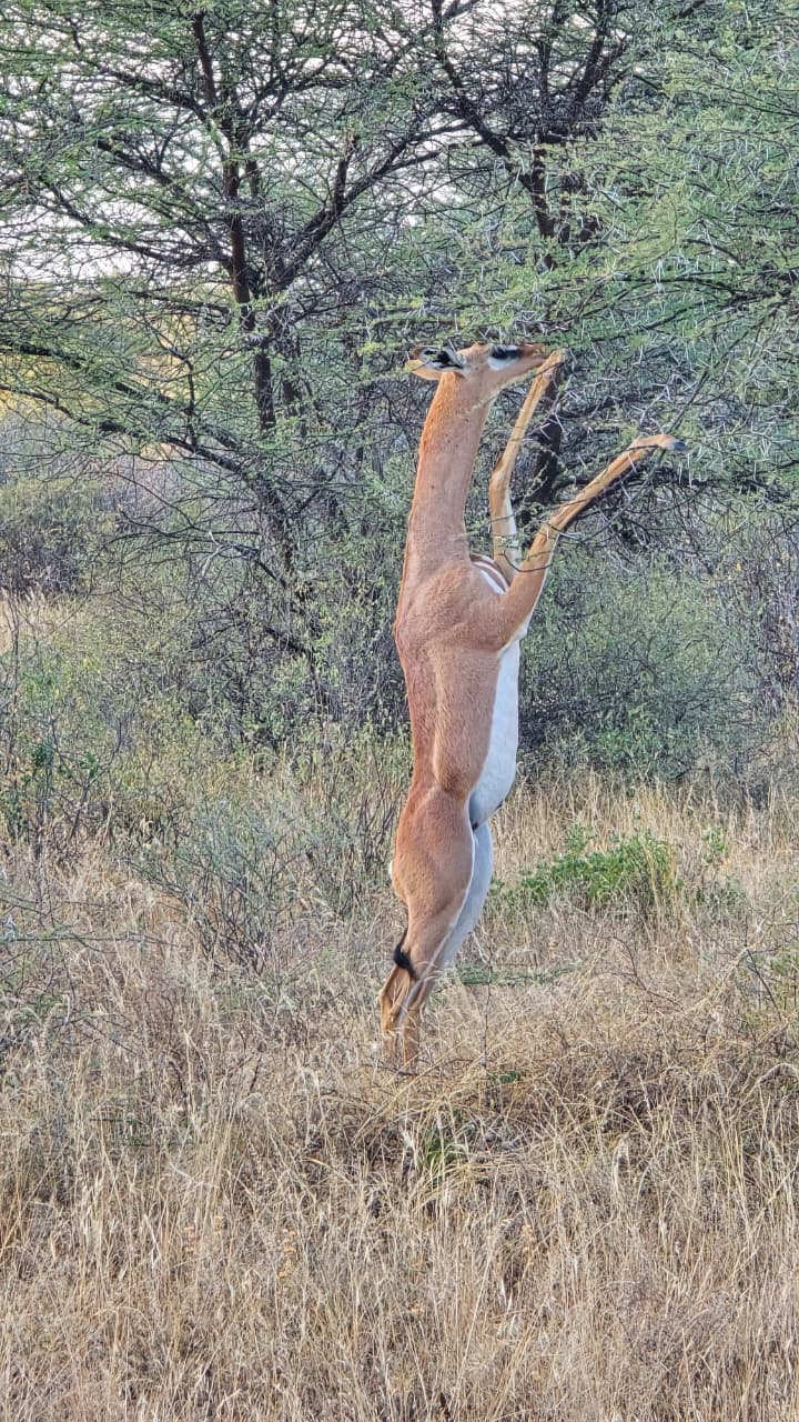 The Gerenuk: Samburu’s Antelope That Stands Tall
