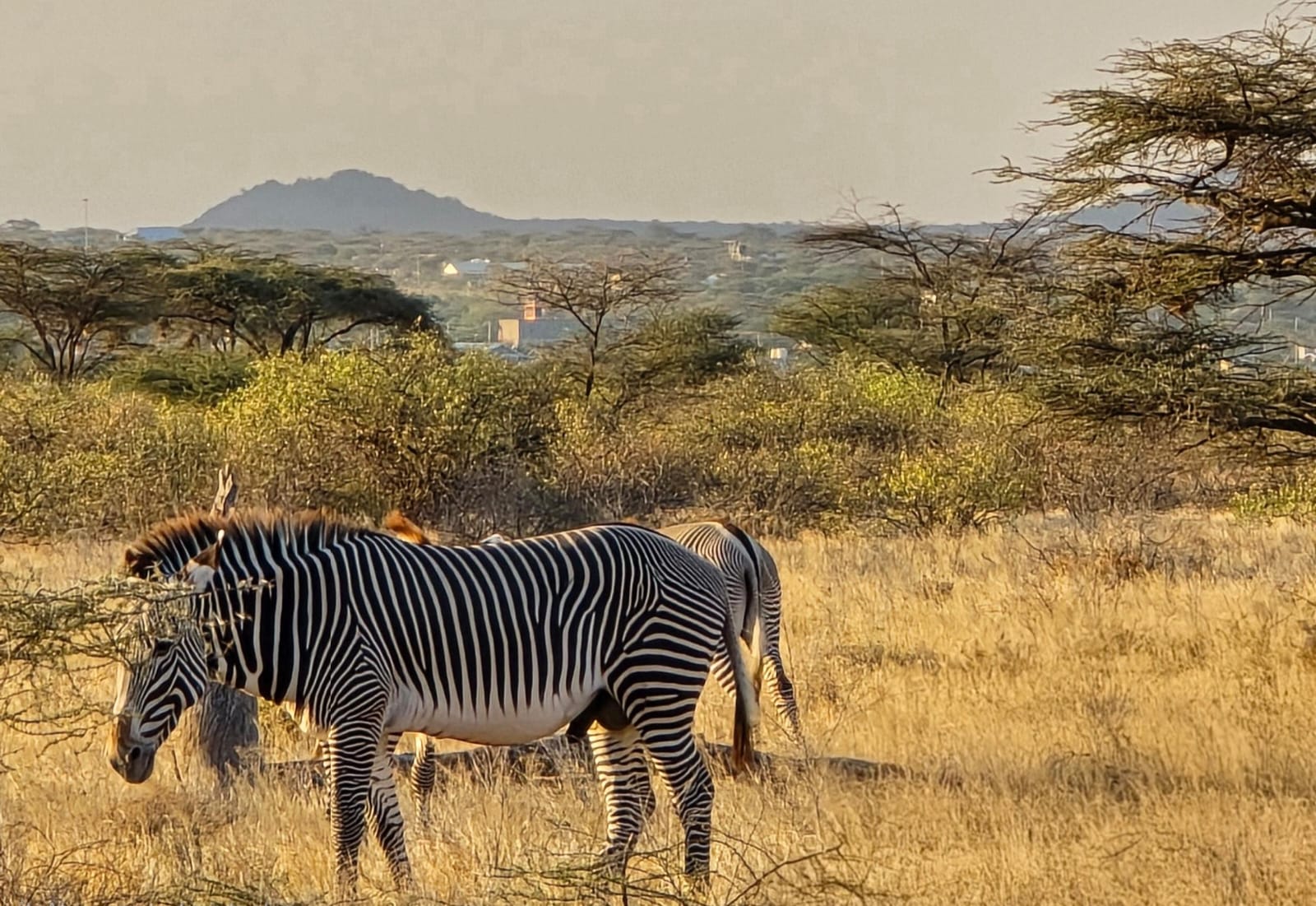Grevy’s Zebra: The Striped Beauty of Samburu